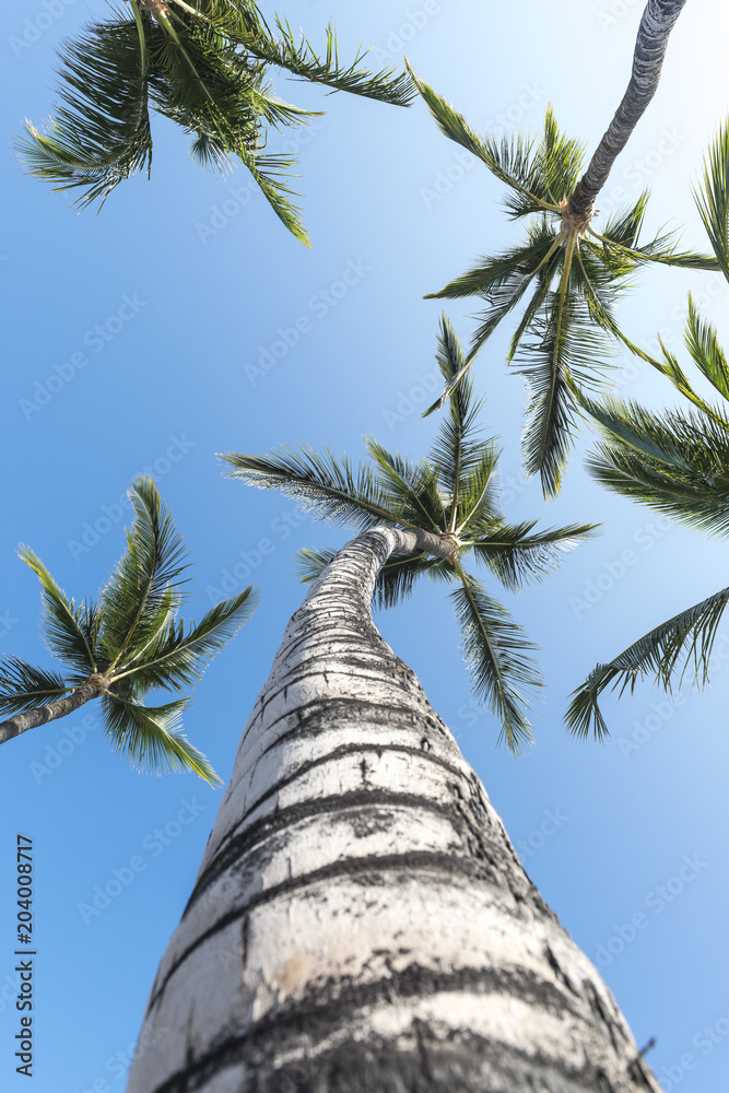 Obraz premium Coconut palm trees in a tropical beach