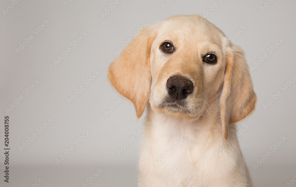 Yellow lab puppy Yellow lab puppy