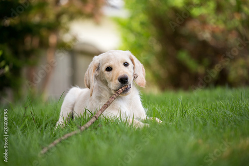 Lab puppy outside with stick