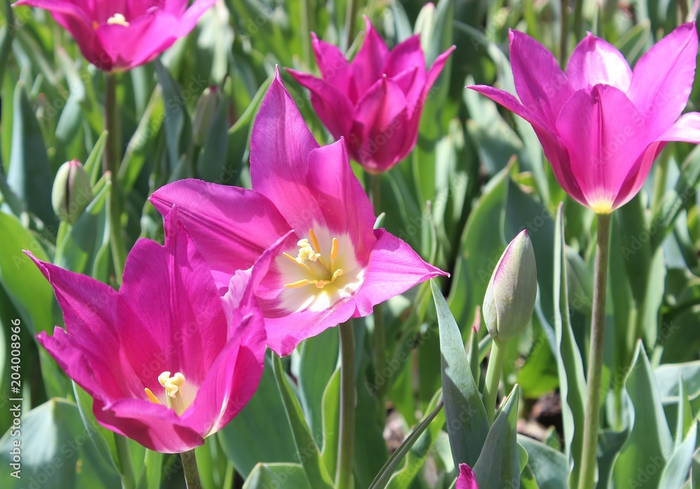 BEAUTIFUL PINK TULIPS BEAUTIFUL PINK TULIPS