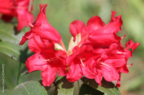 Branch of Rhododendron repens cultivar Bengal with bright red flowers and green leaves