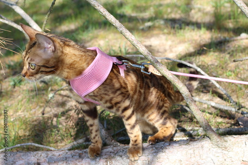 Stunning pedigreed Bengal cat outdoors