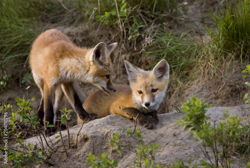 Fox Kits at Play © pictureguy32