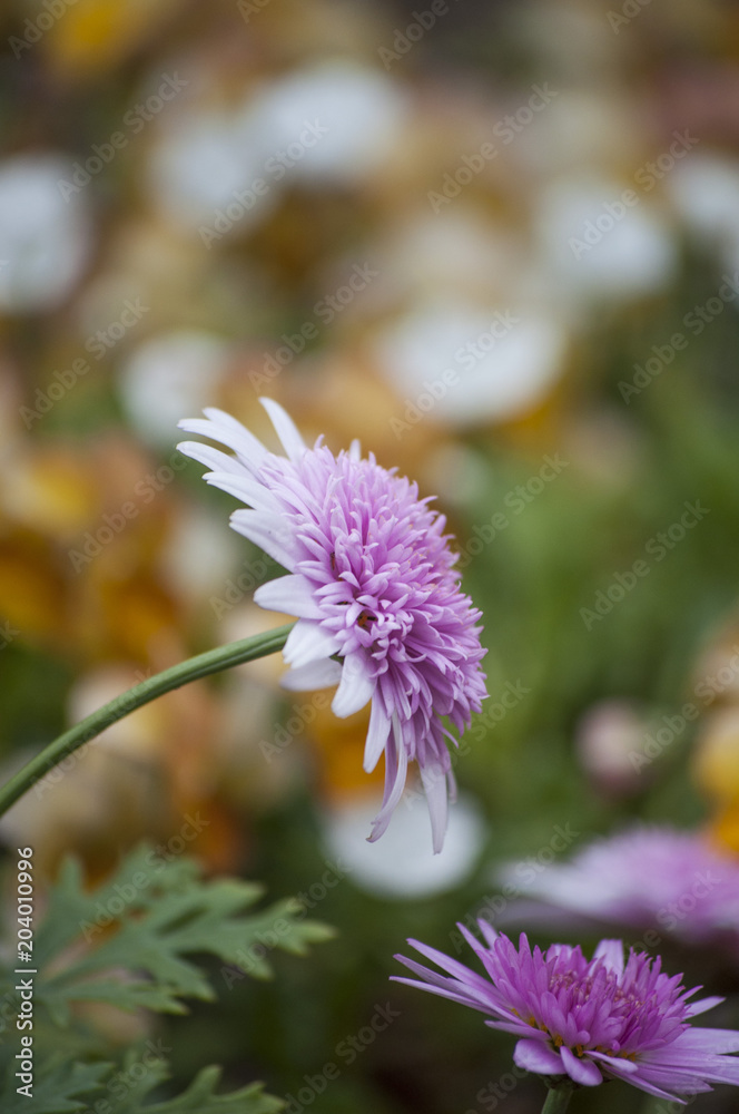 Fototapeta premium Purple Flower Nature