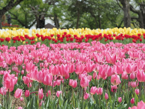 Wallpaper Mural 満開に咲くピンク色のチューリップ Torontodigital.ca