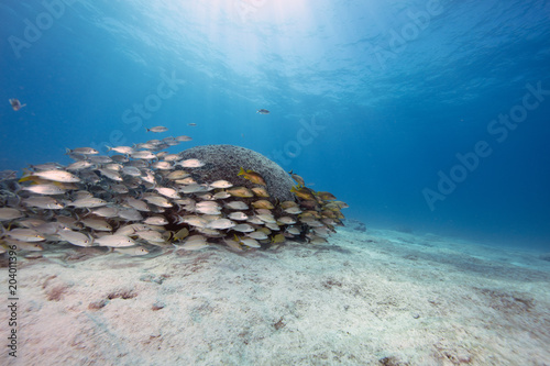 Coral Head (Florida USA)