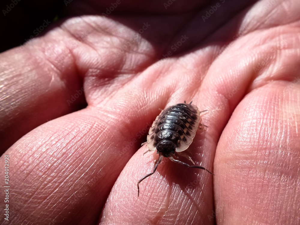 Common Shiny Woodlouse (Oniscus asellus) on Human Hand Common Shiny Woodlouse (Oniscus asellus) on Human Hand