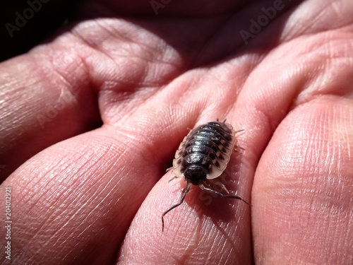 Common Shiny Woodlouse (Oniscus asellus) on Human Hand