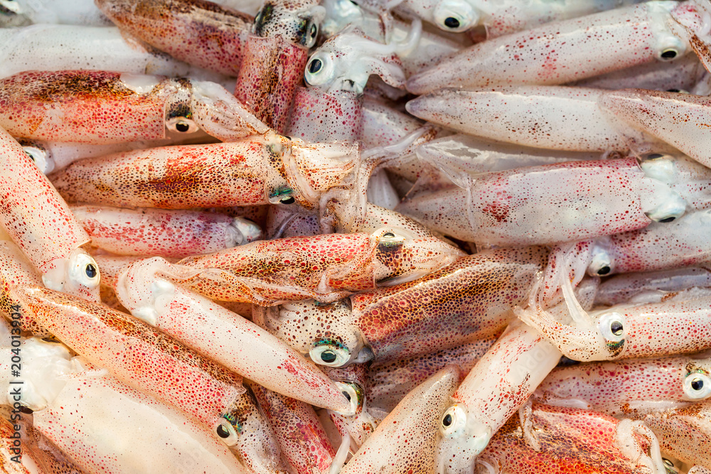 Closeup fresh squid on the market for sale.selective focus.