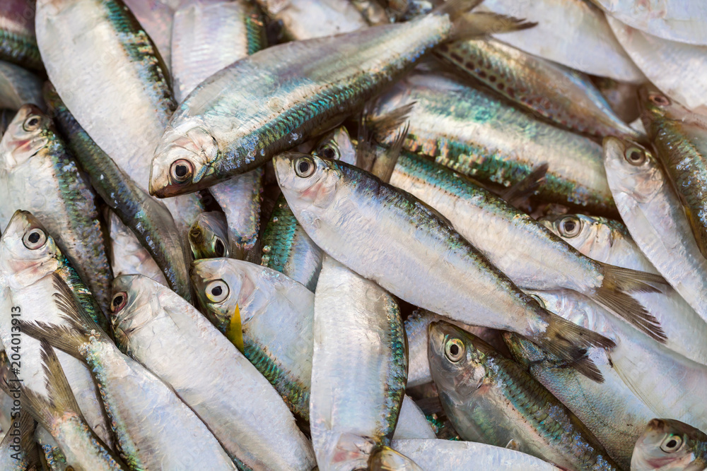 Closeup fresh raw mackerel fish in market.selective focus. Closeup fresh raw mackerel fish in market.selective focus.