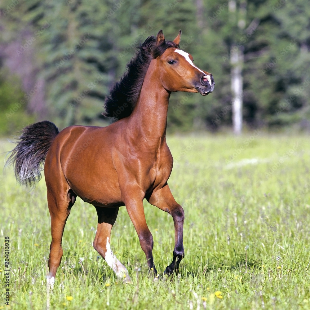 Beautiful Bay Arabian Colt galloping in summer meadow. Beautiful Bay Arabian Colt galloping in summer meadow.