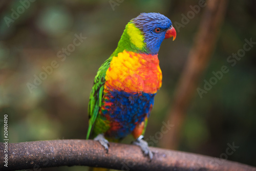 Rainbow lorikeet