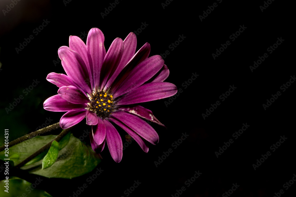 purple flower in low key purple flower in low key