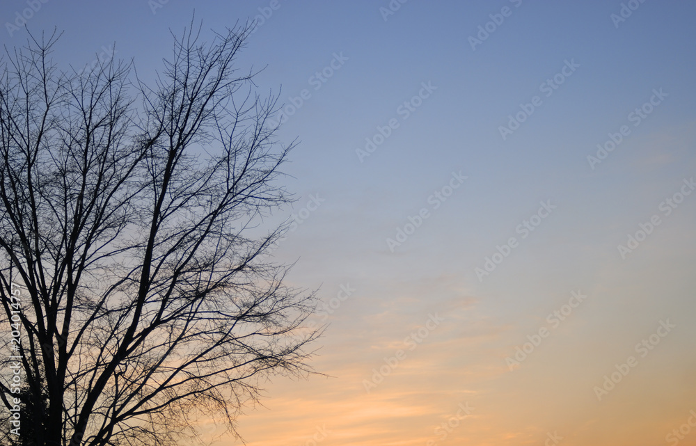 冬 木 夕暮れ 素材 冬 木 夕暮れ 素材