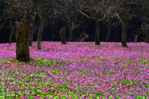 Wallpaper Mural カタクリ群生地 Torontodigital.ca