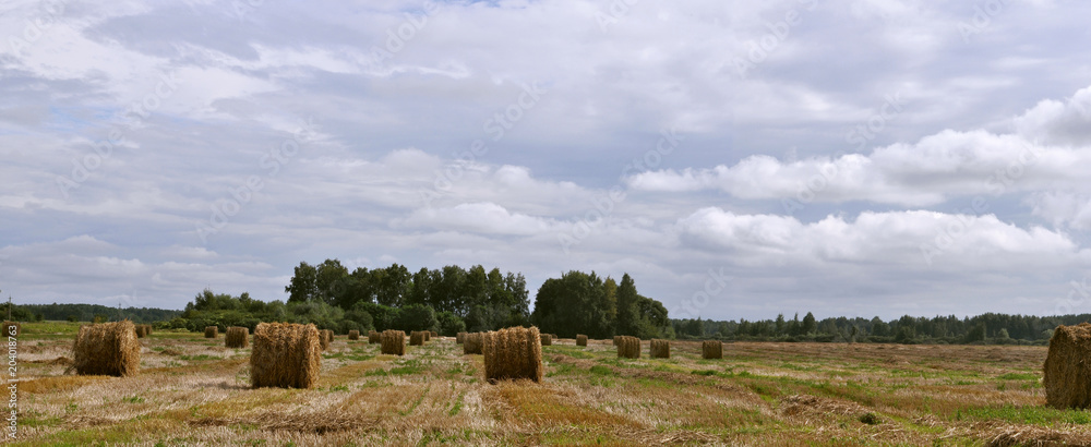 Рулоны соломы на скошенном пшеничном поле