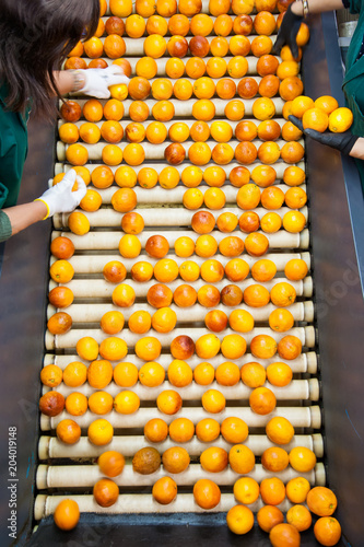 The manual selection of fruits: a worker ckecking oranges to reject the seconde-rate ones