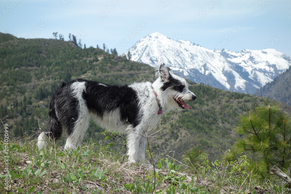 Springtime in the Pacific Northwest