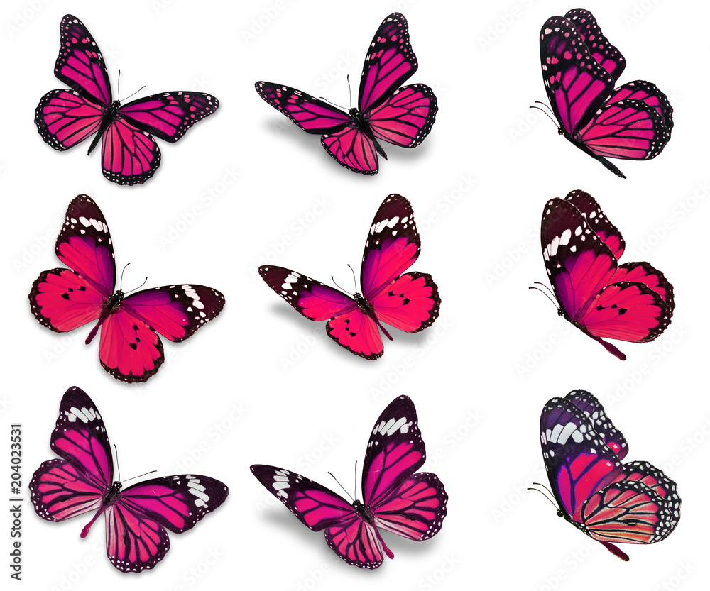 Obraz premium kolekcja motyli monarchy