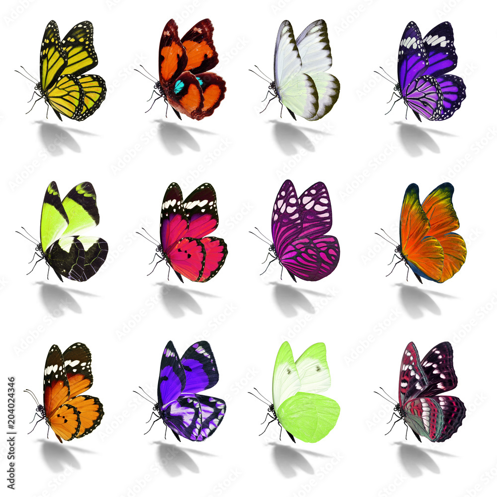 Obraz premium Beautiful butterfly collection