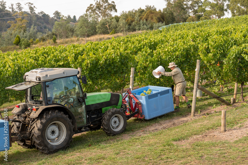 Chardonnay Grape Harvesting