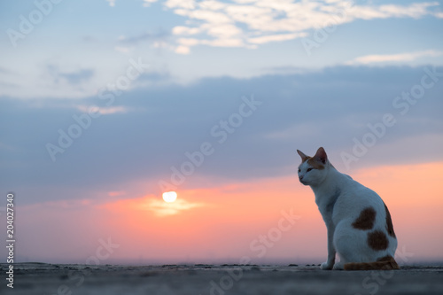 cat on the roof at sunset,lonely