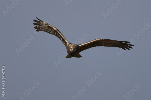 Western marsh harrier  Circus aeruginosus 