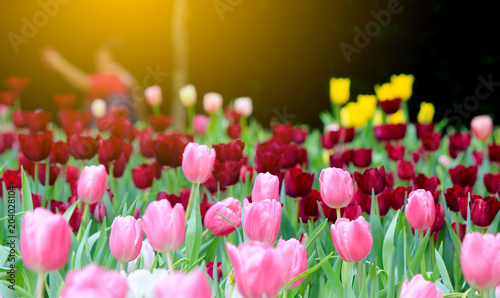 tulips in the flower garden.