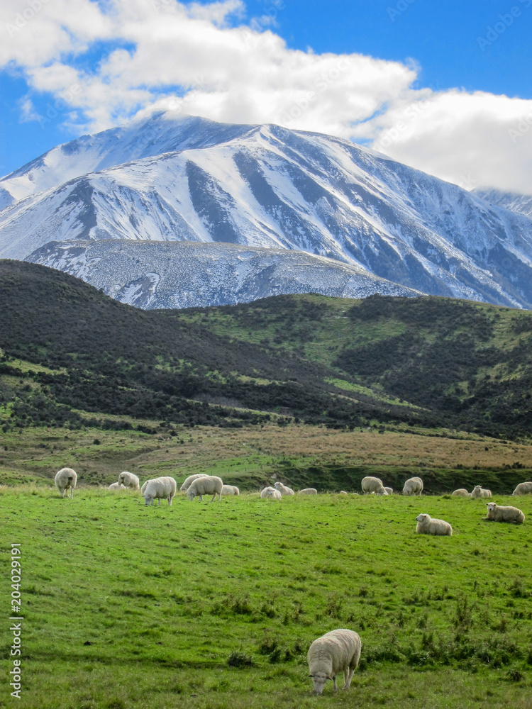 Merino sheeps  on field in farm, new zealand