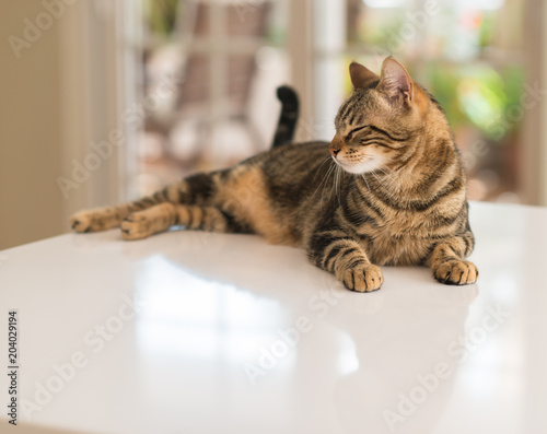 Fototapeta Naklejka Na Ścianę i Meble -  Relaxed domestic cat at home, indoor