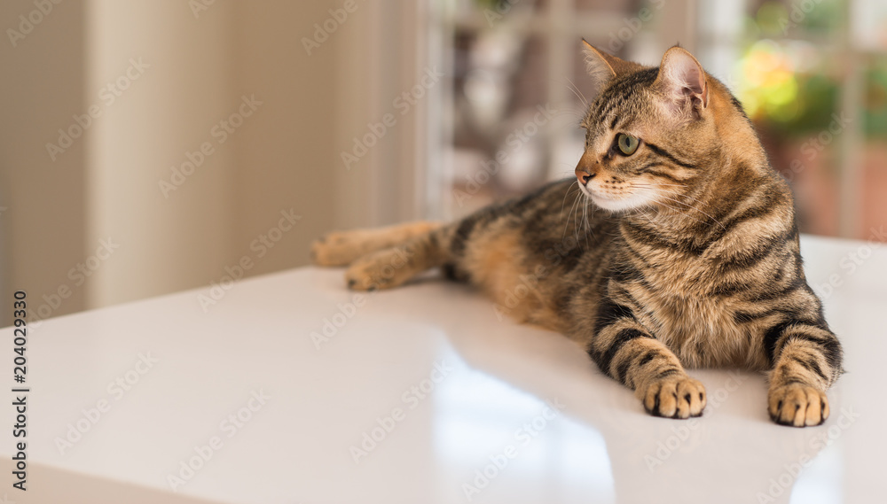 Fototapeta premium Relaxed domestic cat at home, indoor