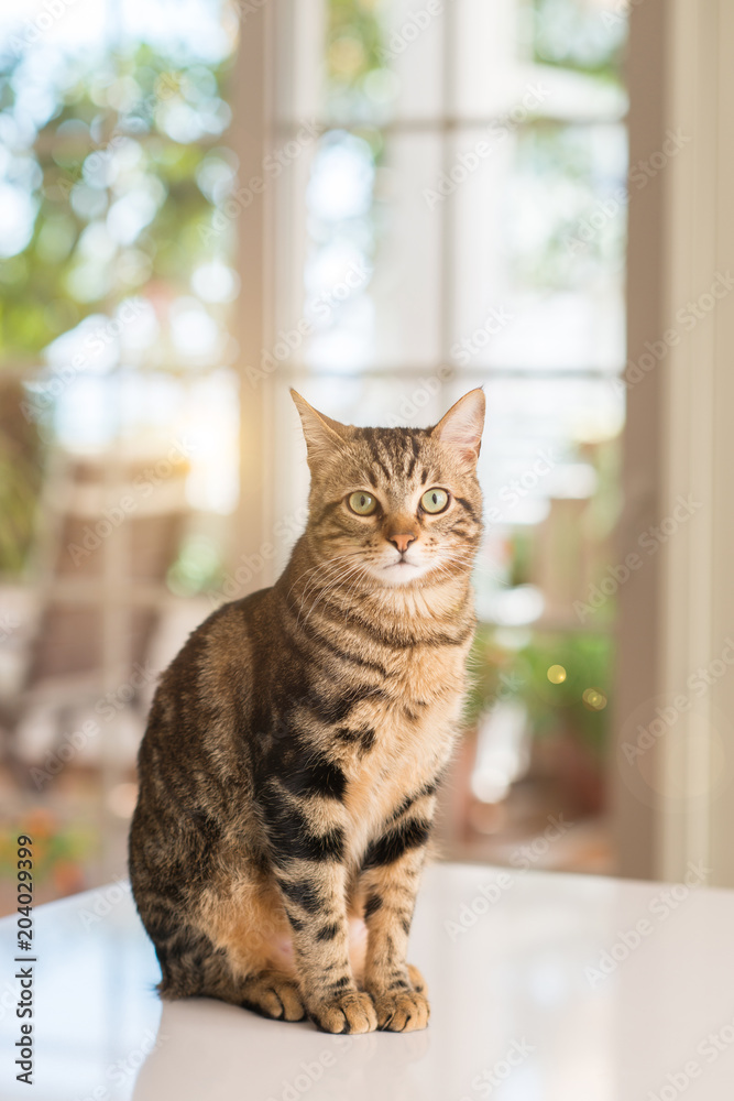 Obraz premium Zrelaksowany domowy kot w domu, salowy