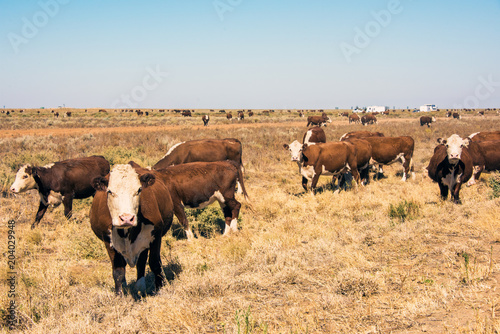 Cows in outback Australia.  