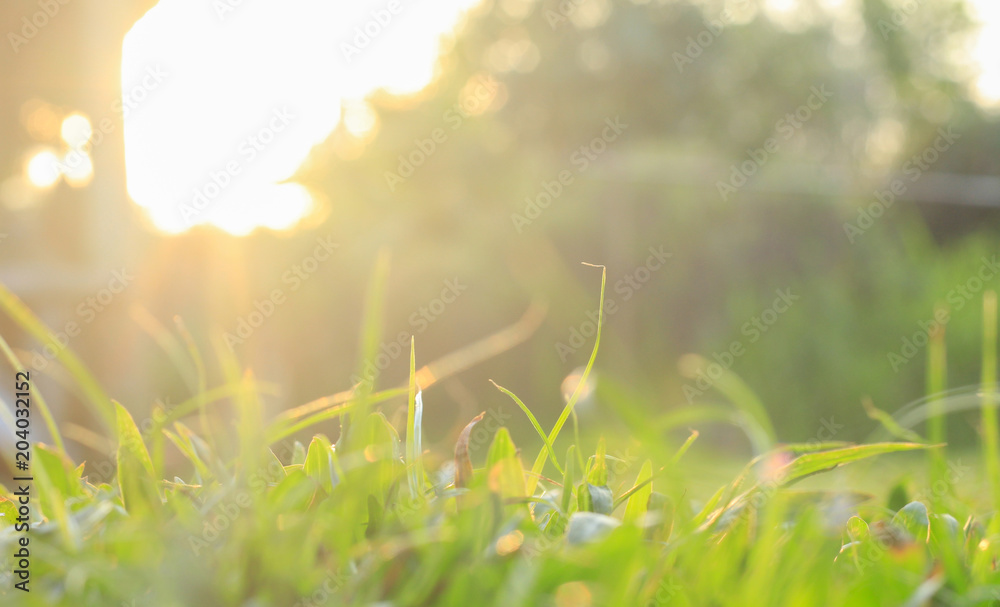 green grass and sun green grass and sun