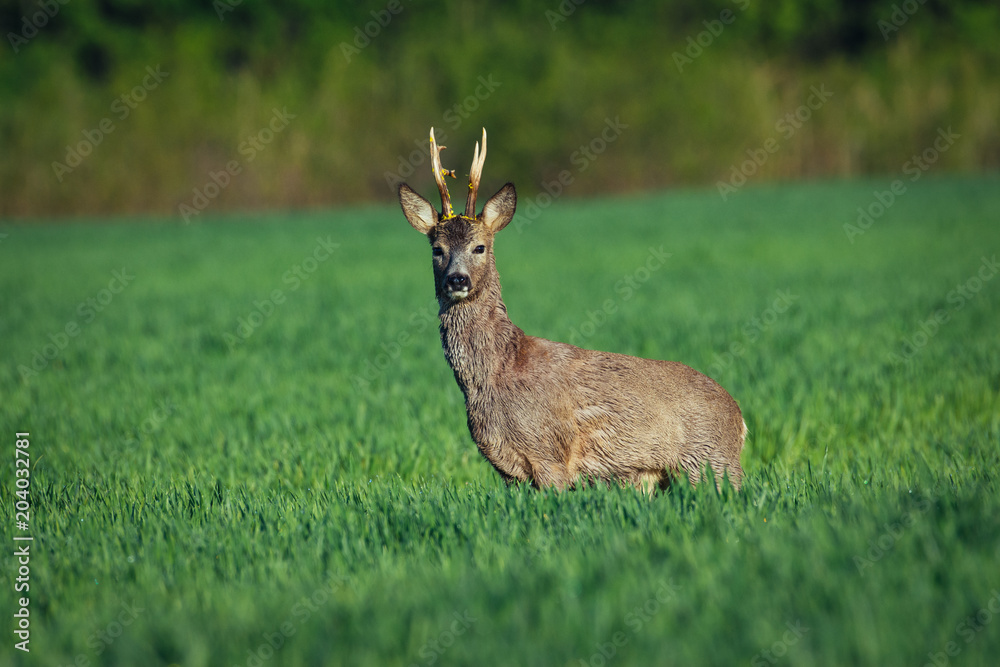 European roe deer. Roe deer in Summer landscape European roe deer. Roe deer in Summer landscape