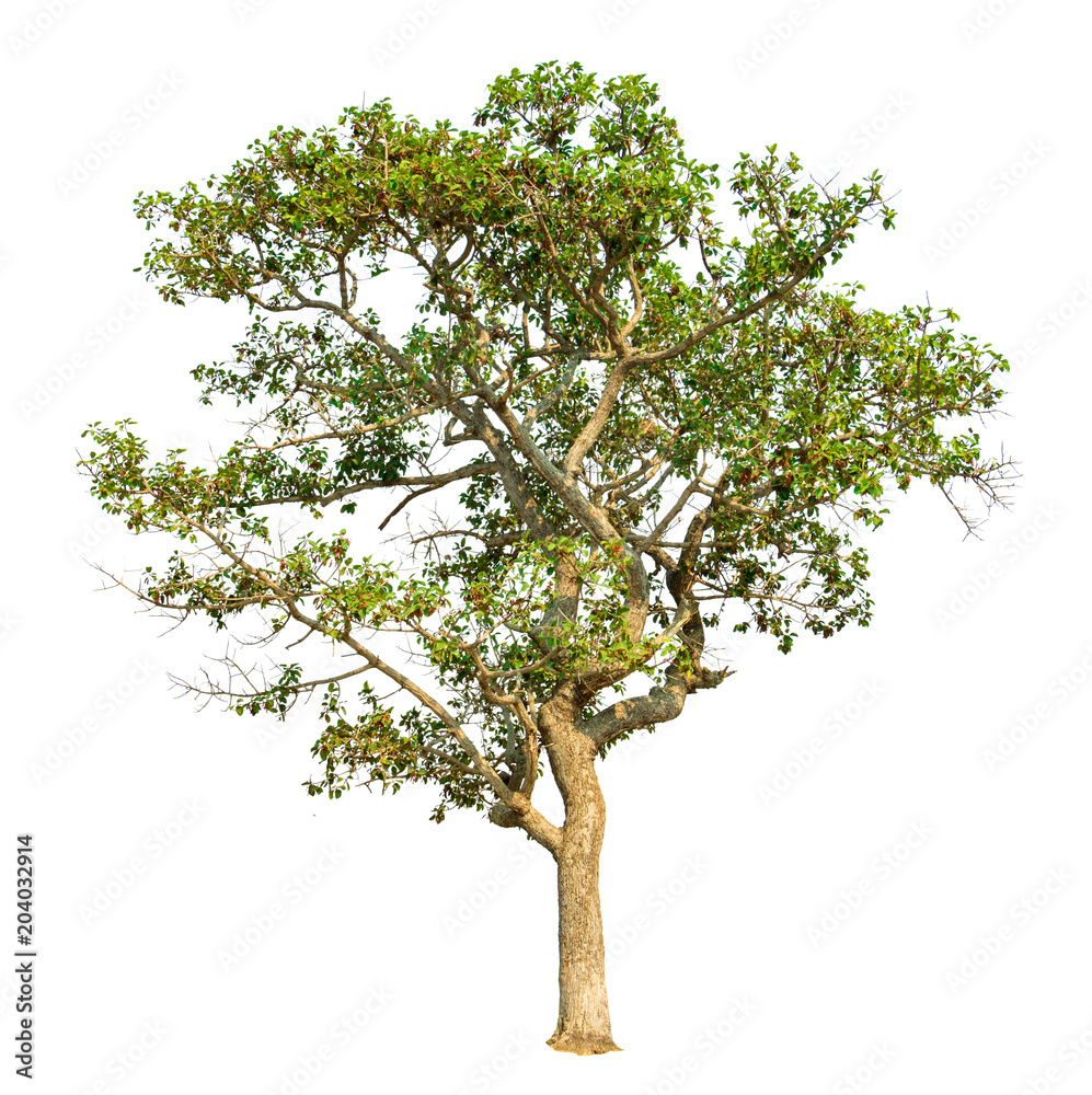 Isolate green tree clipping path  on white background. Tropical tree and scientific name Dipterocarpus intricatus .
