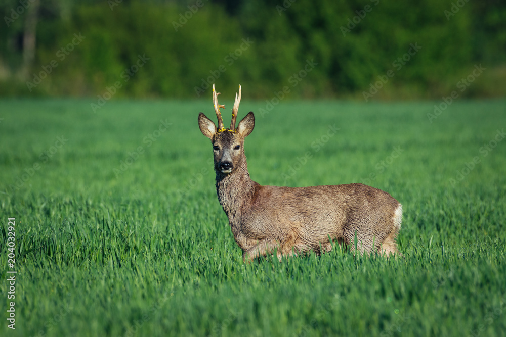 European roe deer. Roe deer in Summer landscape European roe deer. Roe deer in Summer landscape
