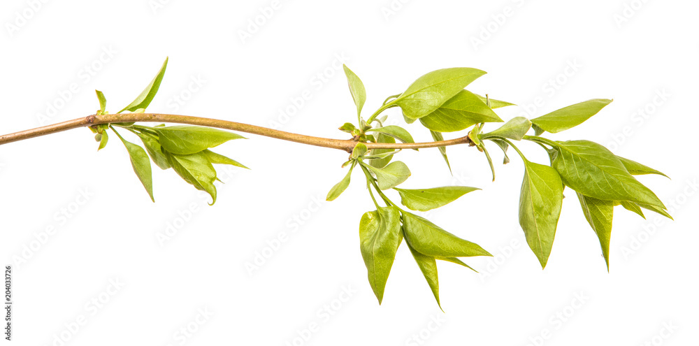 branch of a lilac bush with small leaves. on a white background branch of a lilac bush with small leaves. on a white background