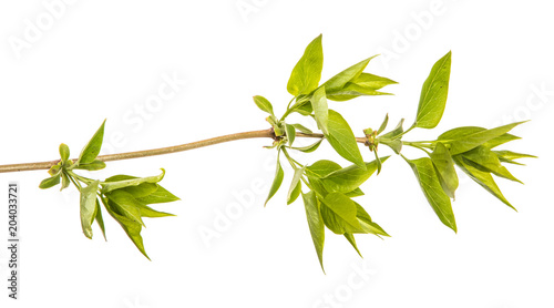 branch of a lilac bush with small leaves. on a white background