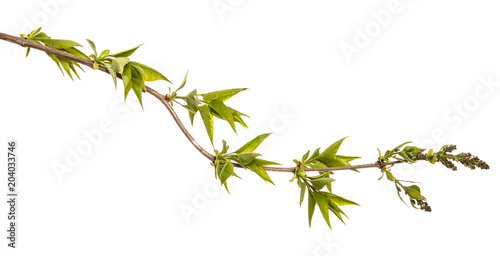 branch of a lilac bush with small leaves. on a white background