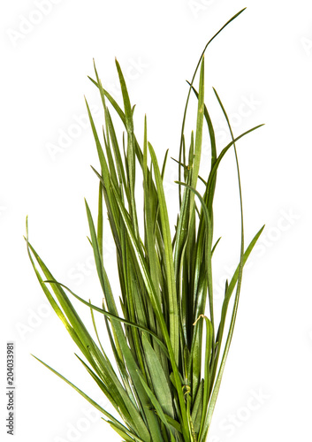 bunch of young green grass on white background