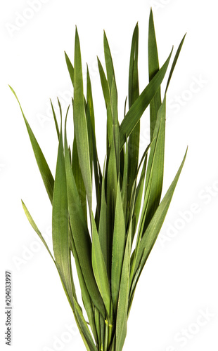 bunch of young green grass on white background