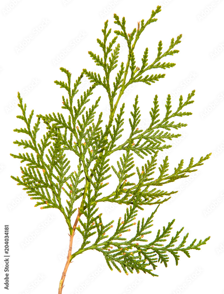 Fototapeta premium branch of green thuja. on a white background