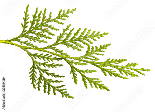 branch of green thuja. on a white background photo
