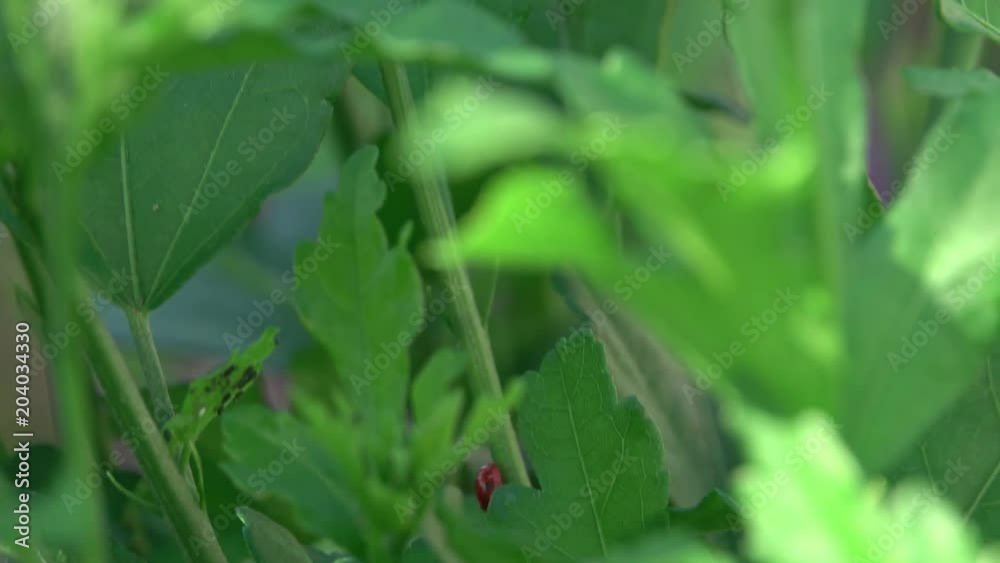 Ladybug on green leaf defocused background
Ladybug on green leaf defocused background