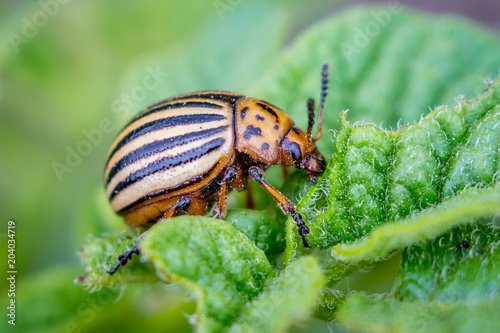 Colorado beetle eating the leaves of a young potato on an agricultural plantation_