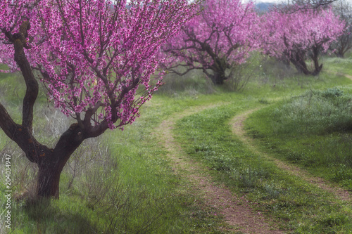 Blossoming peach orchard