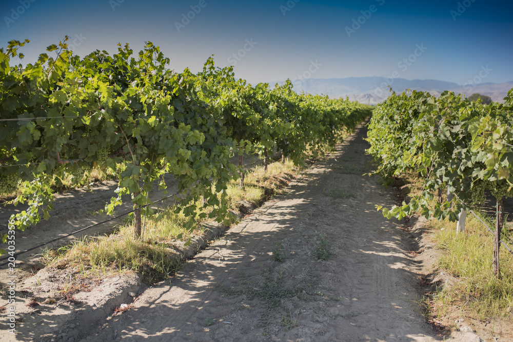 A california vineyard with green immature grapes on the vine A california vineyard with green immature grapes on the vine