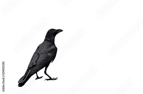 Adult Crow Isolated on White Background, Clipping Path