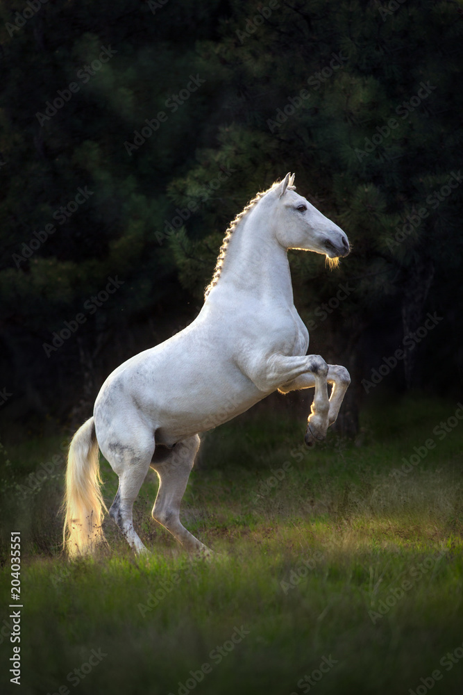 White horse rearing up at sunset light Stock Photo | Adobe Stock